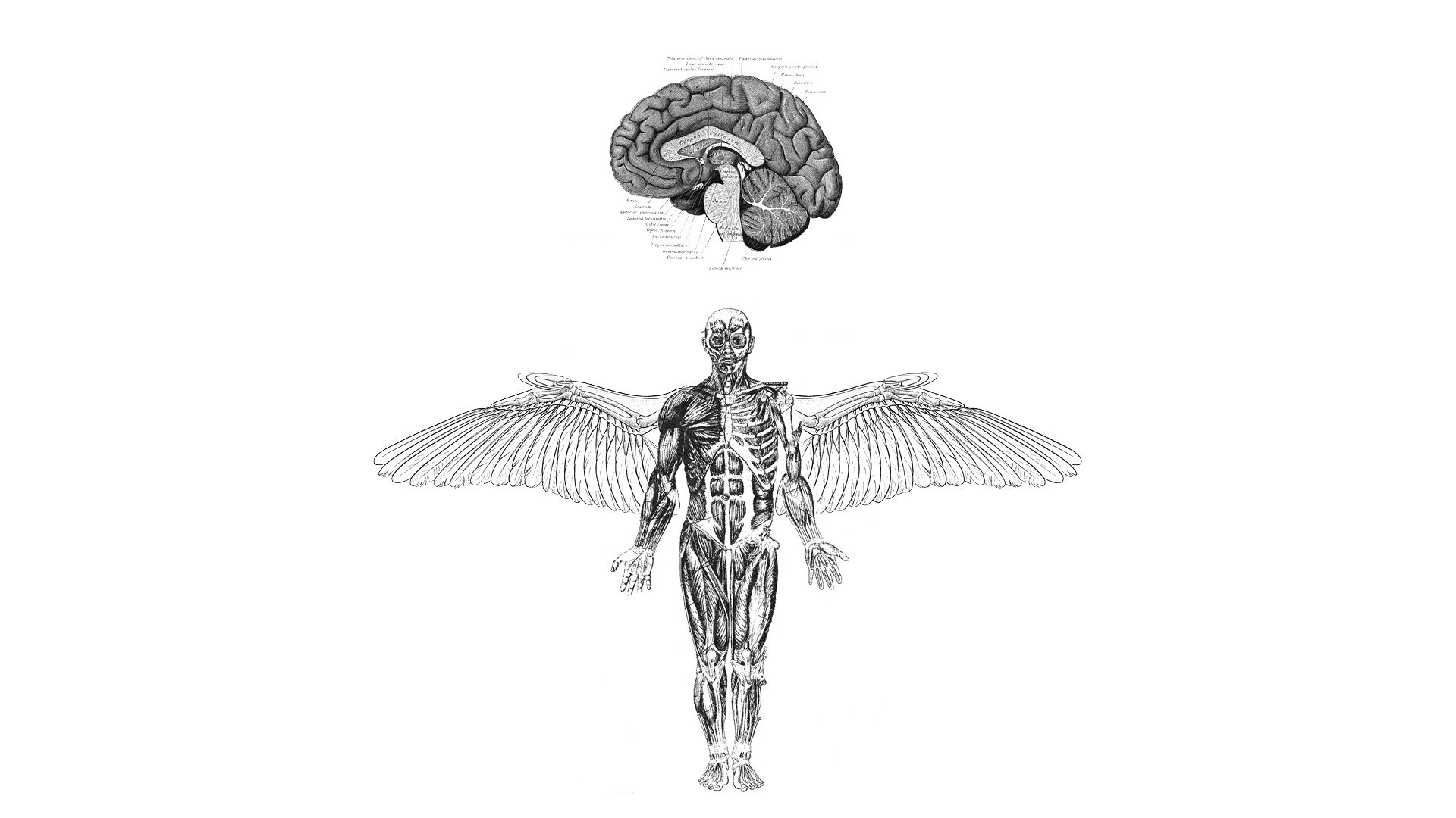 anatomy, Brains, Wings, Medicine Wallpaper