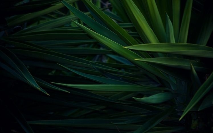 green, Black HD Wallpaper Desktop Background