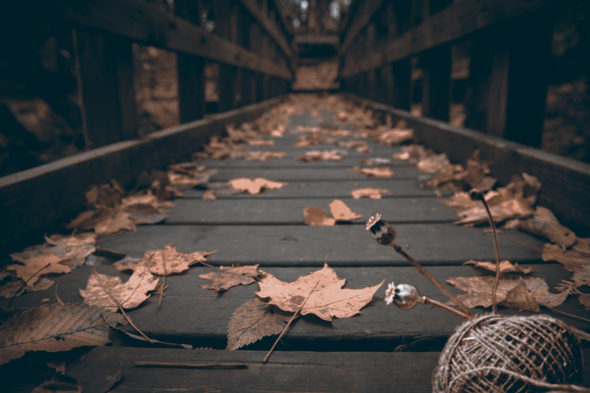 muted, Fall, Leaves, Bridge, Wood, Depth of field, Macro Wallpaper