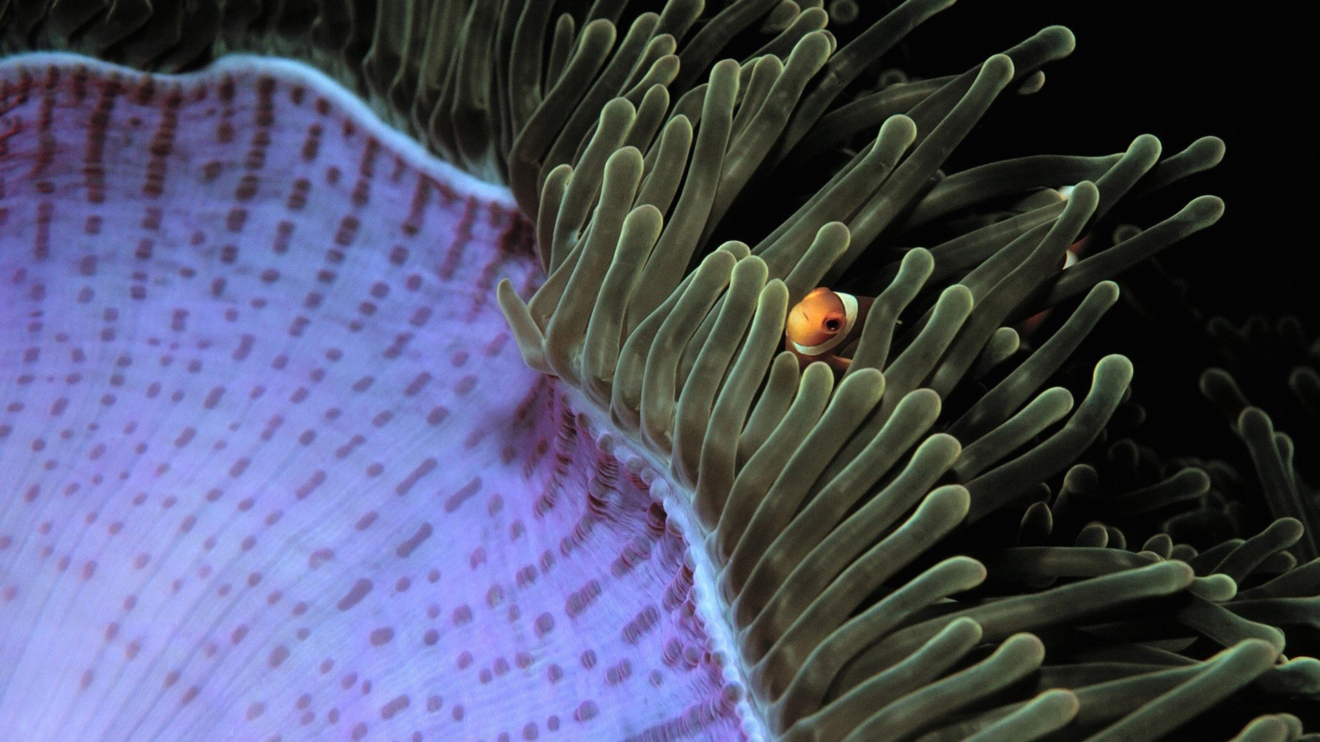 sea anemones, Fish, Clownfish, Underwater Wallpaper