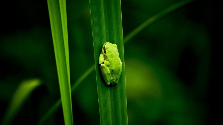 frog, Amphibian, Leaves HD Wallpaper Desktop Background