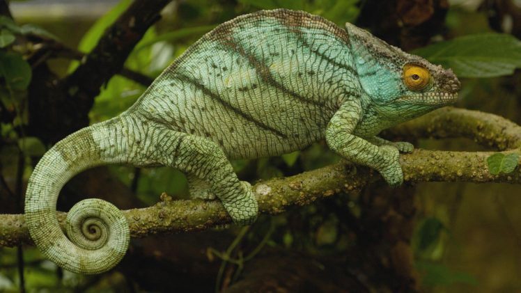 chameleons, Reptile, Twigs HD Wallpaper Desktop Background