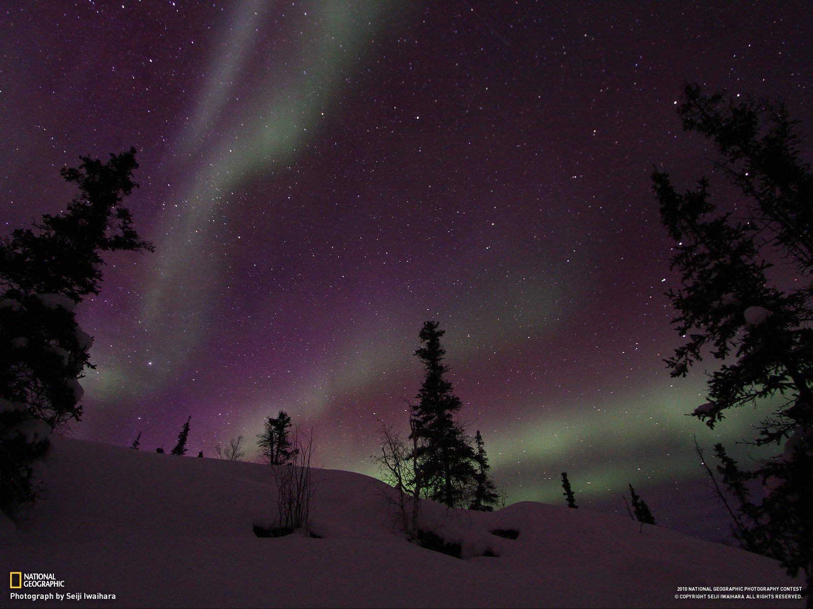 National Geographic, Snow, Trees, Aurorae Wallpaper