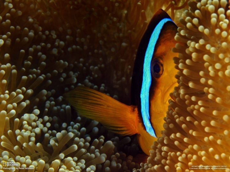 clownfish, Fish, Sea anemones, National Geographic HD Wallpaper Desktop Background