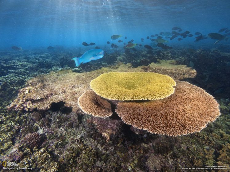 National Geographic, Coral, Fish, Underwater HD Wallpaper Desktop Background