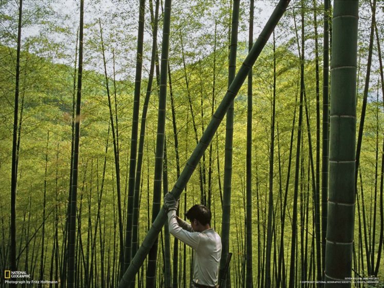 bamboo, National Geographic HD Wallpaper Desktop Background