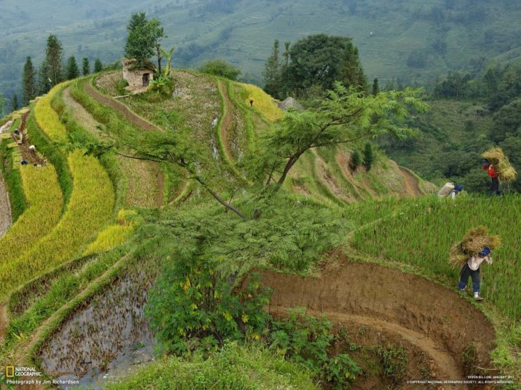 National Geographic, Terraces, Farm, Peasants, Rice paddy, China HD Wallpaper Desktop Background