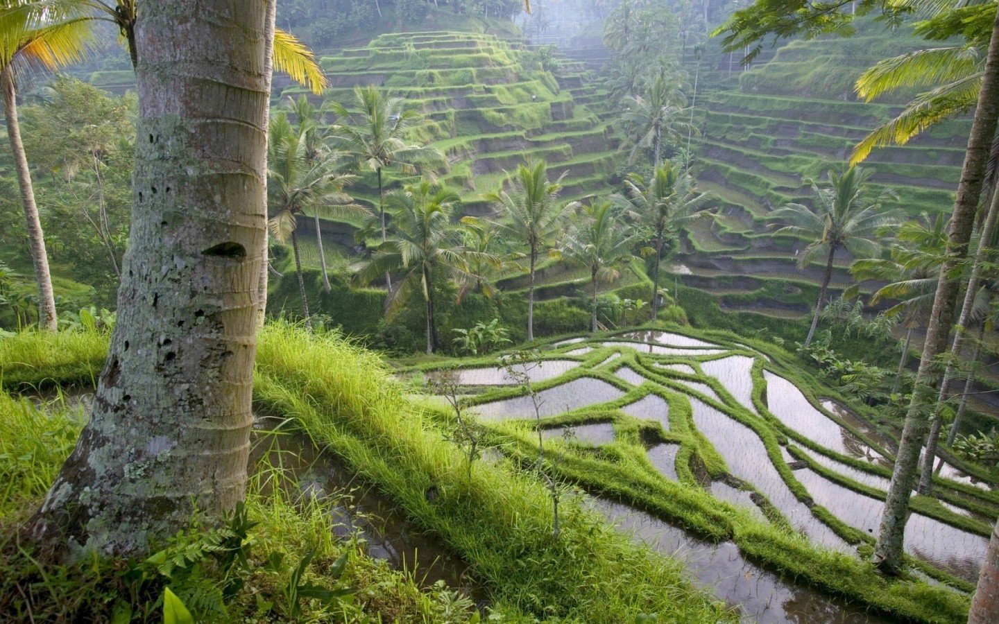 terraced field, Rice paddy Wallpaper
