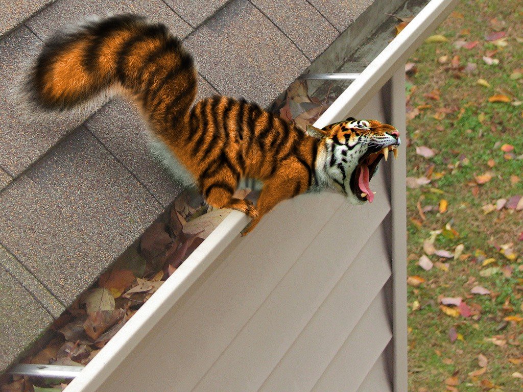 Bengal tigers, Photo manipulation Wallpaper