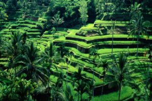 terraced field, Bali, Indonesia