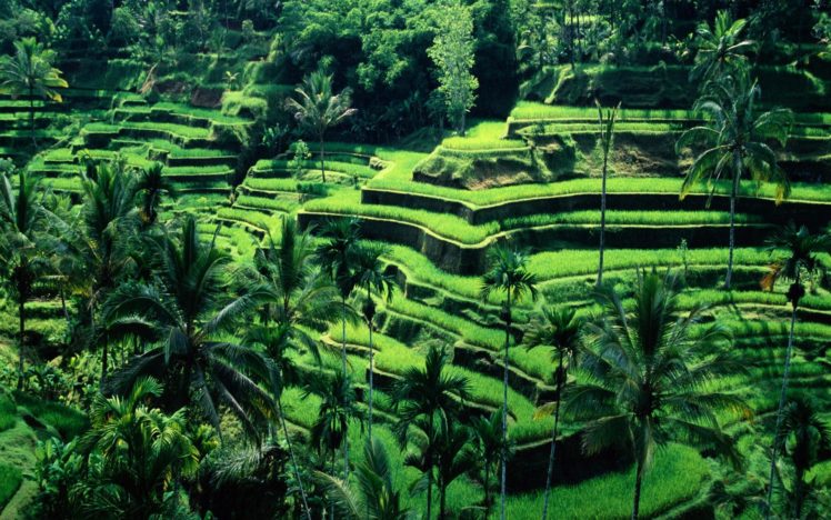 terraced field, Bali, Indonesia HD Wallpaper Desktop Background