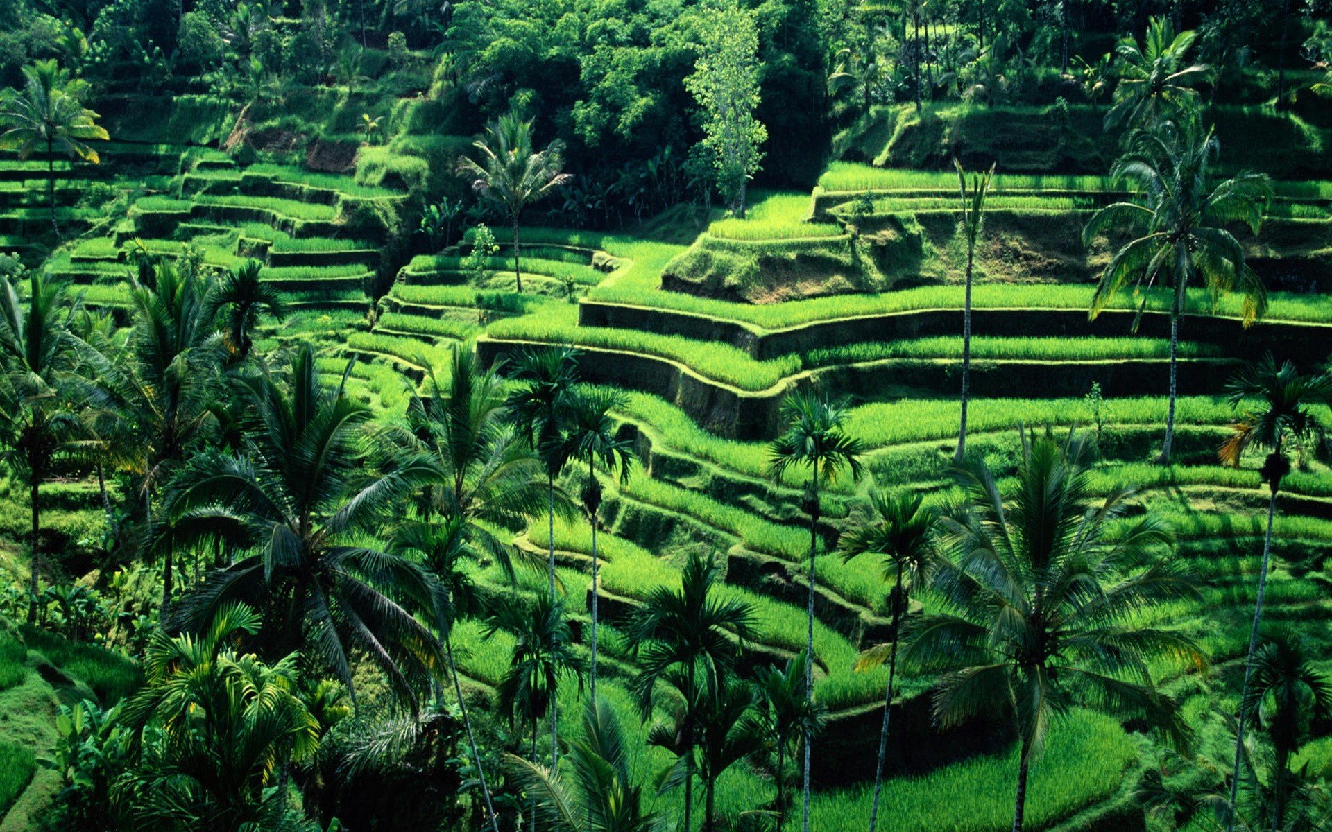terraced field, Bali, Indonesia Wallpaper