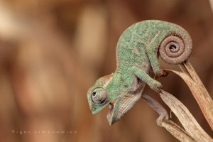 chameleons, Reptile