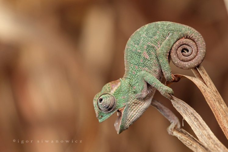 chameleons, Reptile HD Wallpaper Desktop Background
