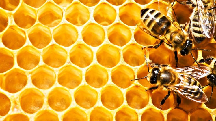 honeycombs, Bees, Macro HD Wallpaper Desktop Background