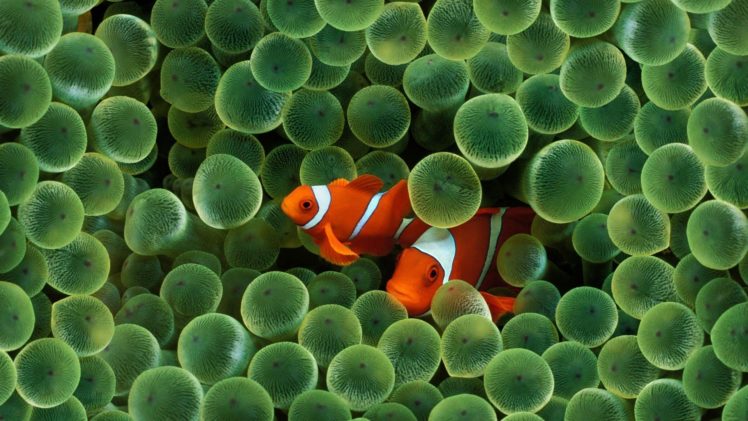 sea anemones, Fish, Clownfish, Underwater HD Wallpaper Desktop Background