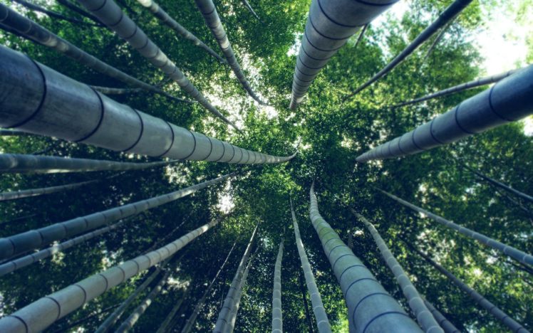 bamboo, Trees, Worms eye view HD Wallpaper Desktop Background