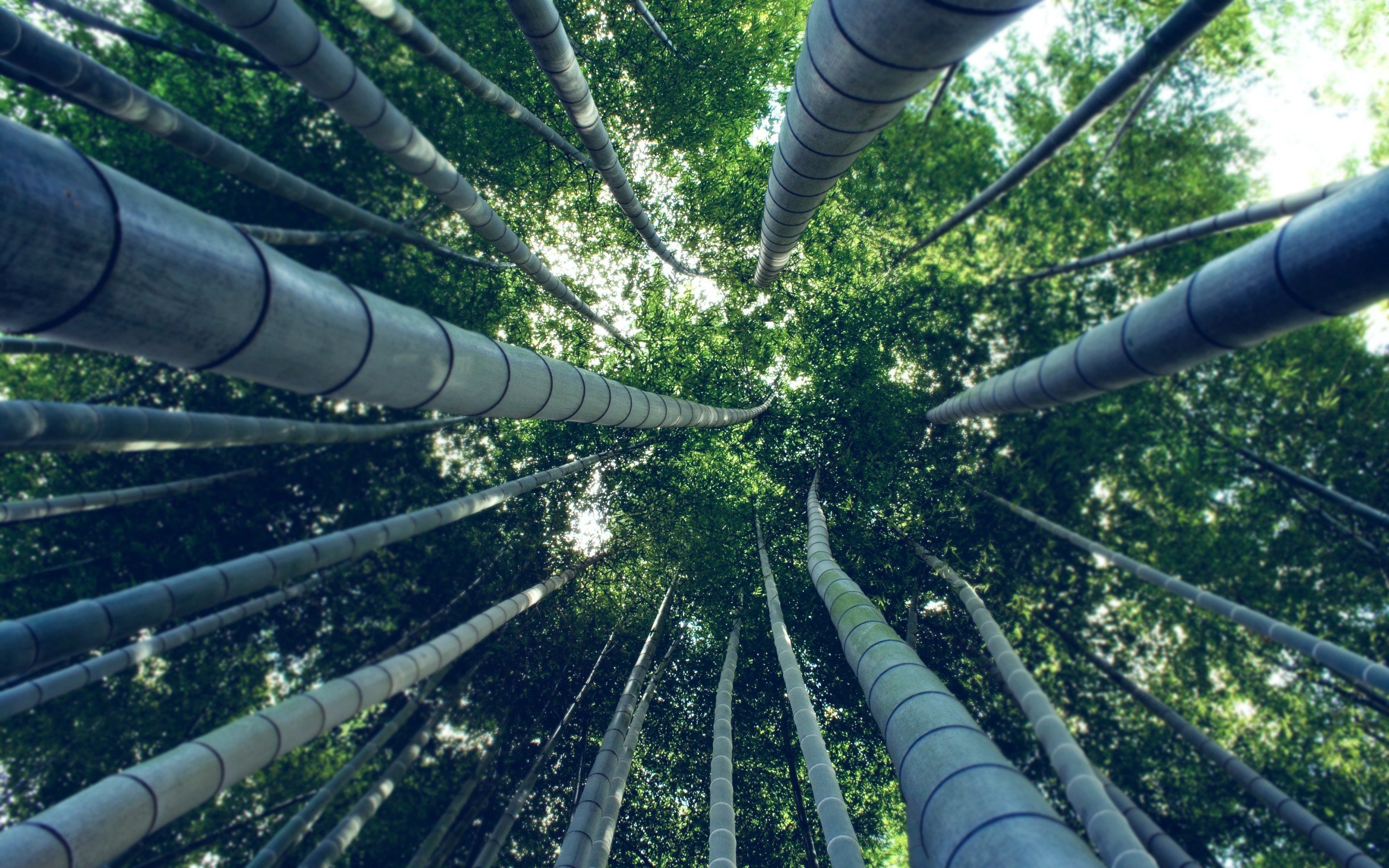 bamboo, Trees, Worms eye view Wallpaper