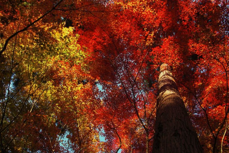trees, Fall HD Wallpaper Desktop Background