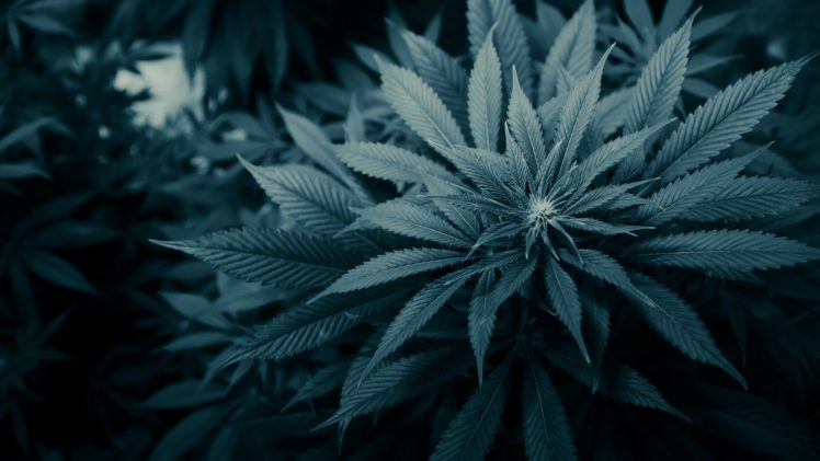 cannabis HD Wallpaper Desktop Background