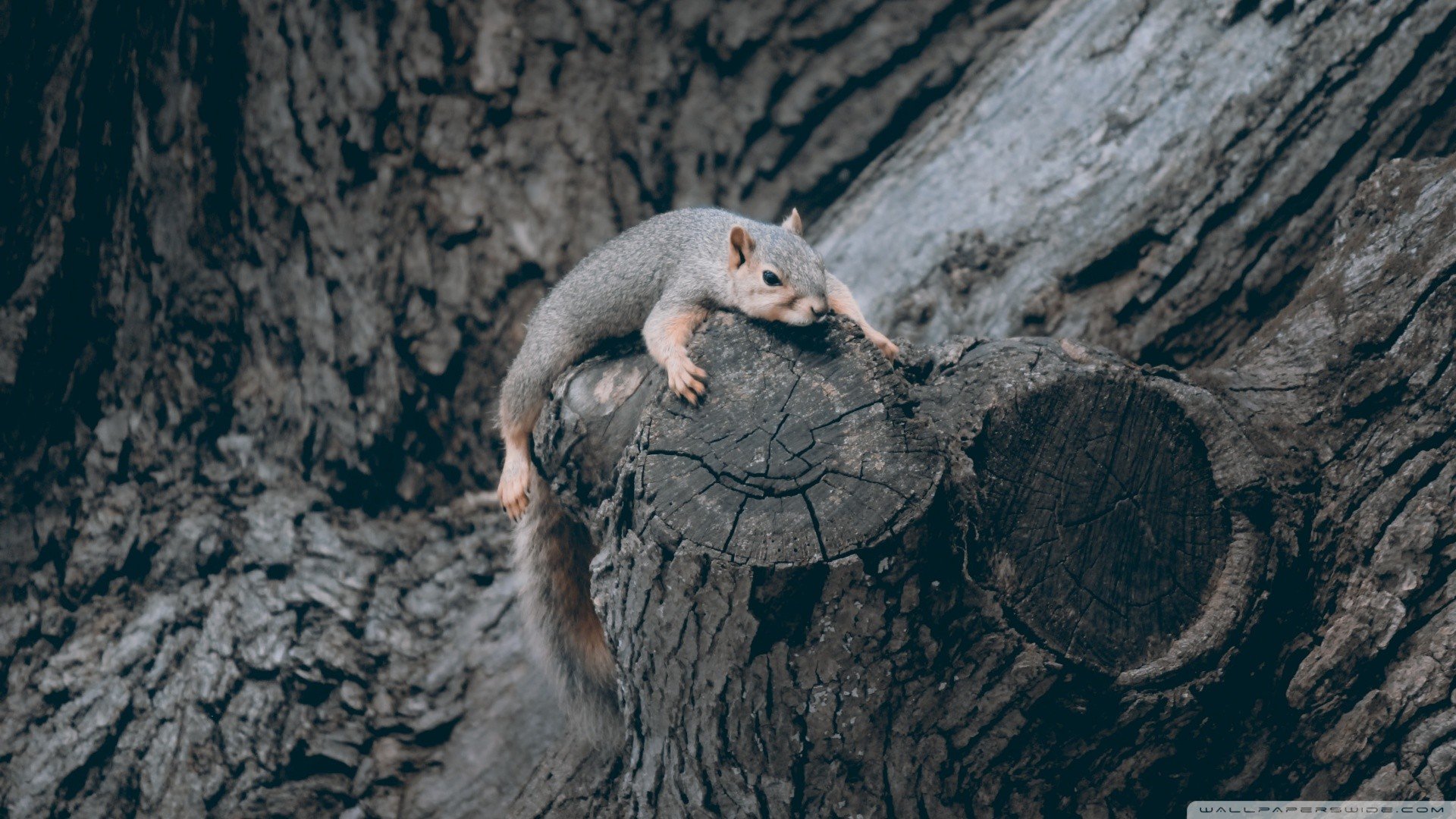 squirrel Wallpaper