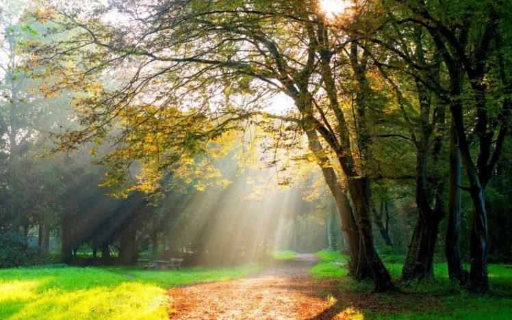 trees, Path, Sun rays, Dirt road HD Wallpapers / Desktop and Mobile ...