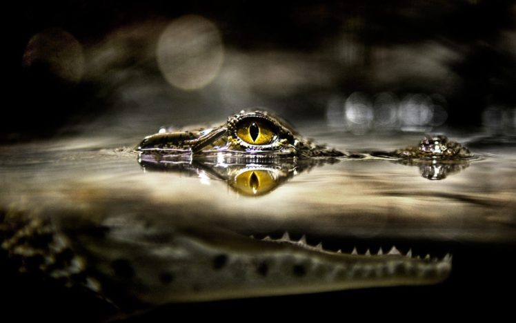 split view, Alligators, Reptile, Water, Bokeh HD Wallpaper Desktop Background