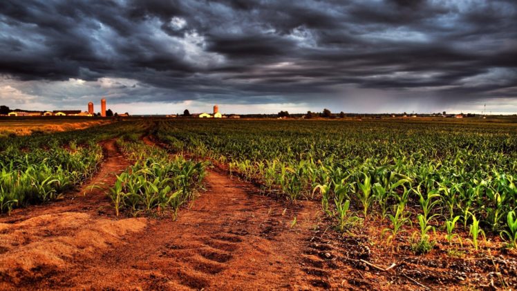 Corn Field Photos Download The BEST Free Corn Field Stock Photos  HD  Images