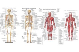 anatomy, Muscles, Skeleton