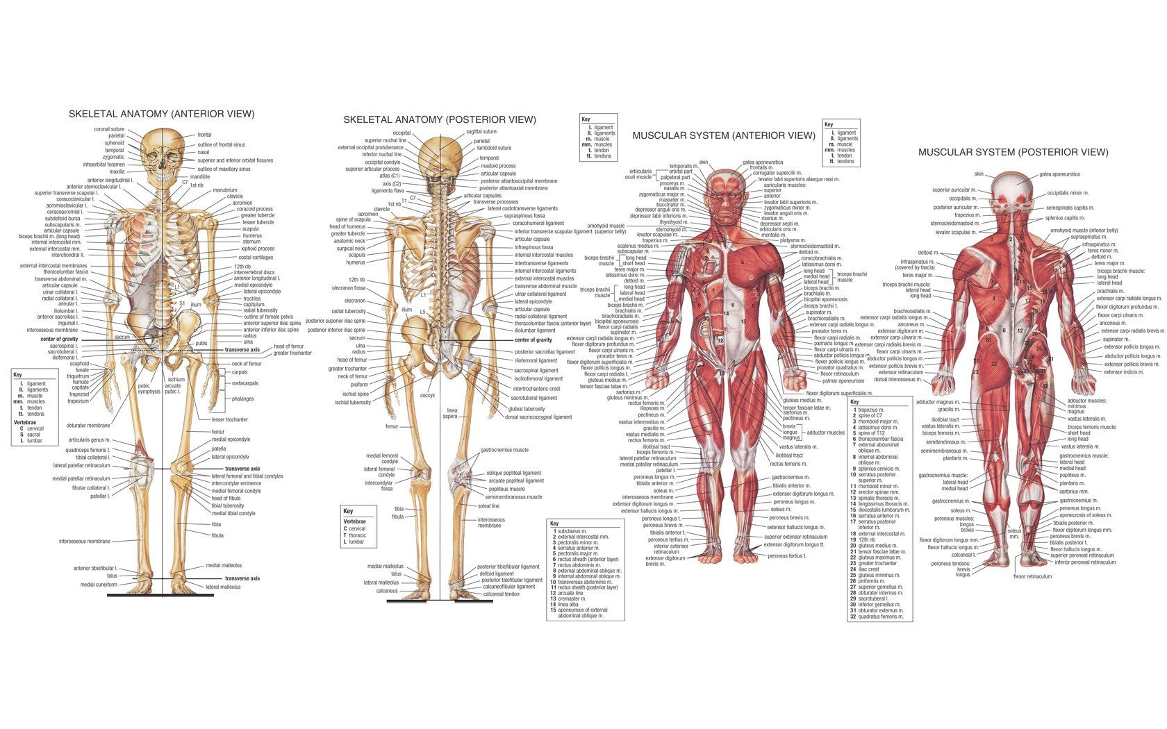 anatomy, Muscles, Skeleton Wallpaper