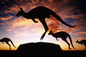 kangaroos, Ayers Rock, Uluru