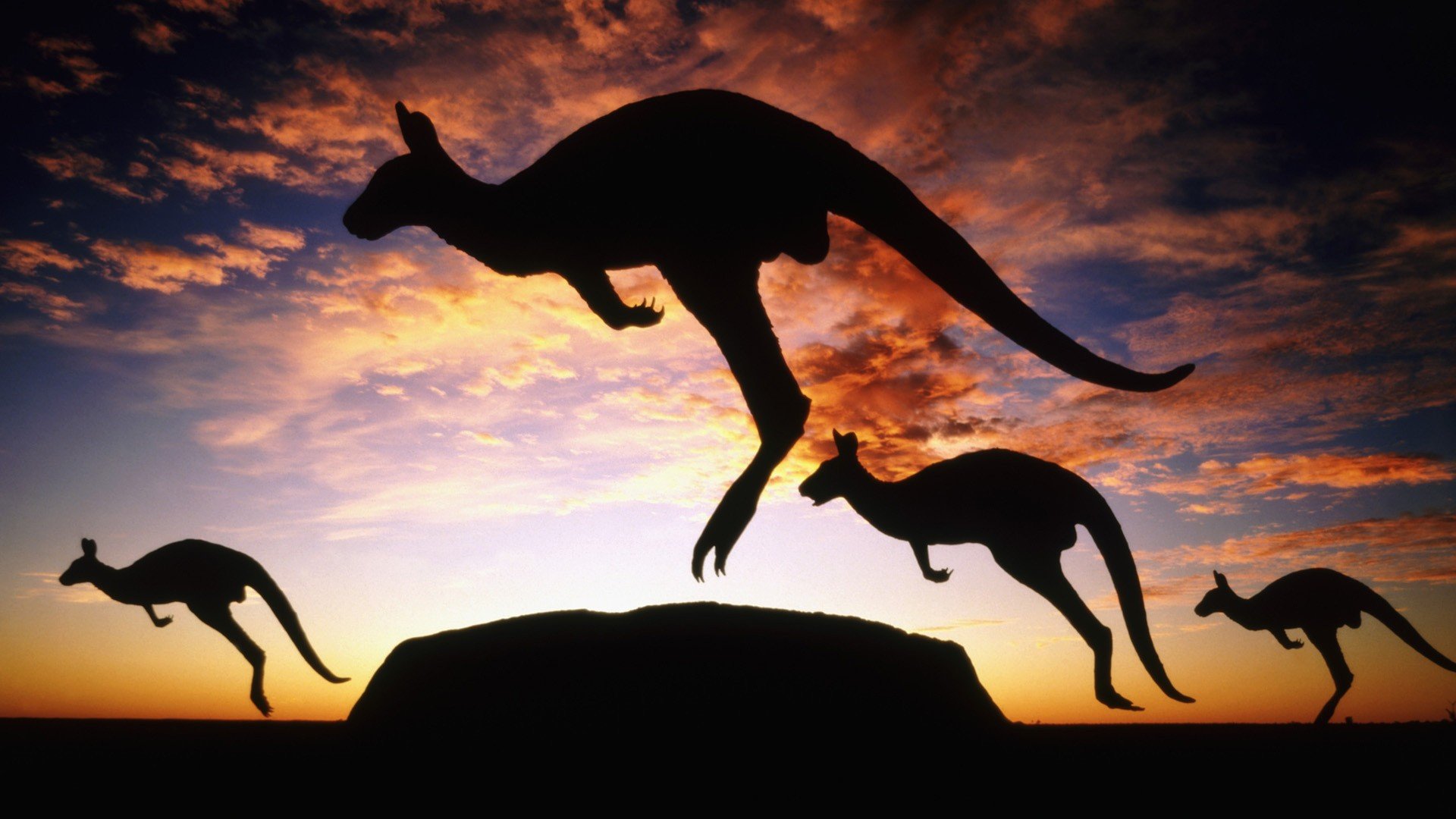 kangaroos, Ayers Rock, Uluru Wallpaper