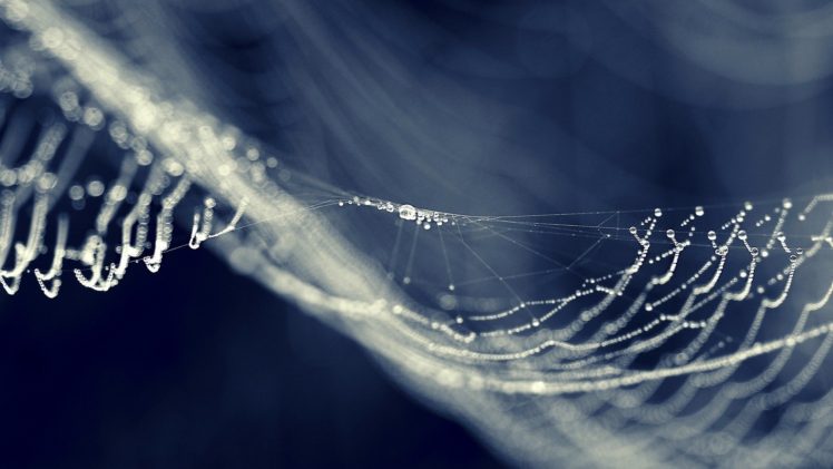 spiderwebs, Dew, Water drops, Macro, Bokeh HD Wallpaper Desktop Background