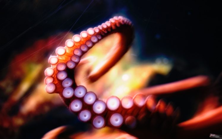 octopus, Tentacles, Underwater, Blurred HD Wallpaper Desktop Background