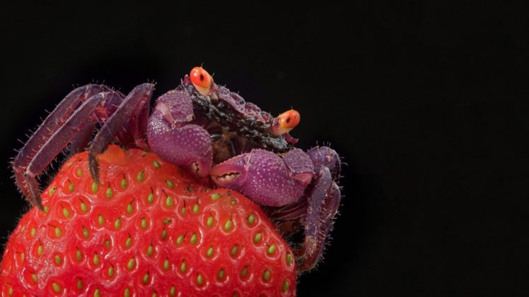 crabs, Strawberries, Crustaceans HD Wallpaper Desktop Background