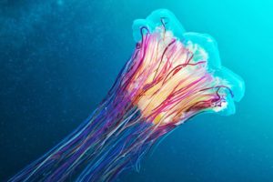 underwater, Medusa, Jellyfish