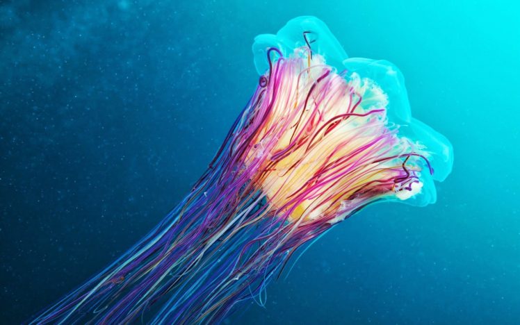 underwater, Medusa, Jellyfish HD Wallpaper Desktop Background