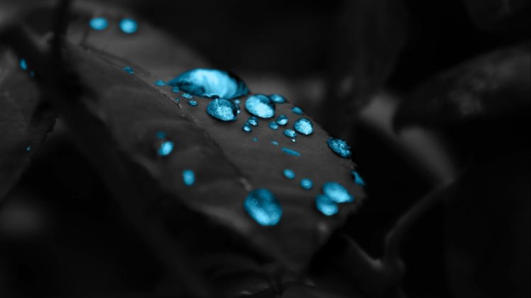 closeup, Selective coloring, Leaves, Water drops, Macro HD Wallpaper Desktop Background