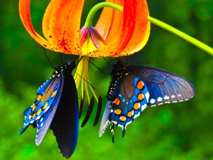 butterfly wallpaper desktop