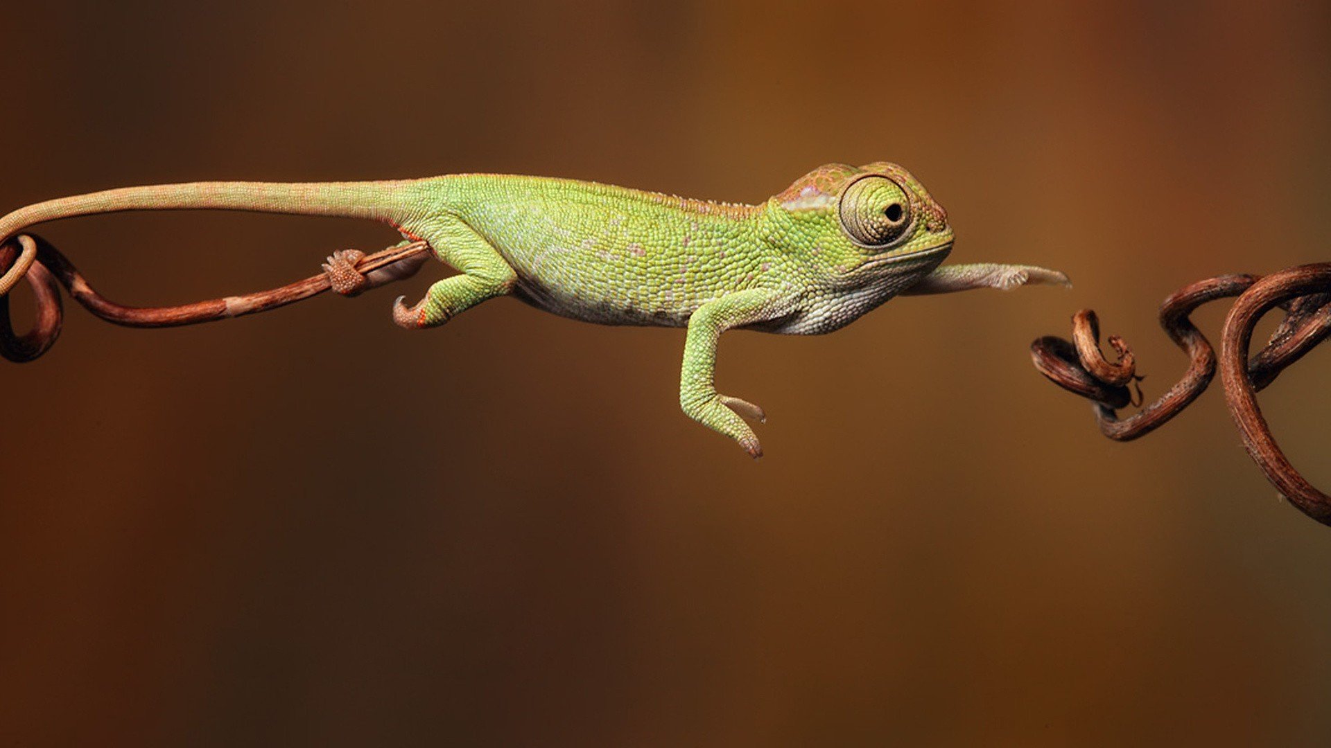 chameleons, Jumping, Reptile Wallpaper