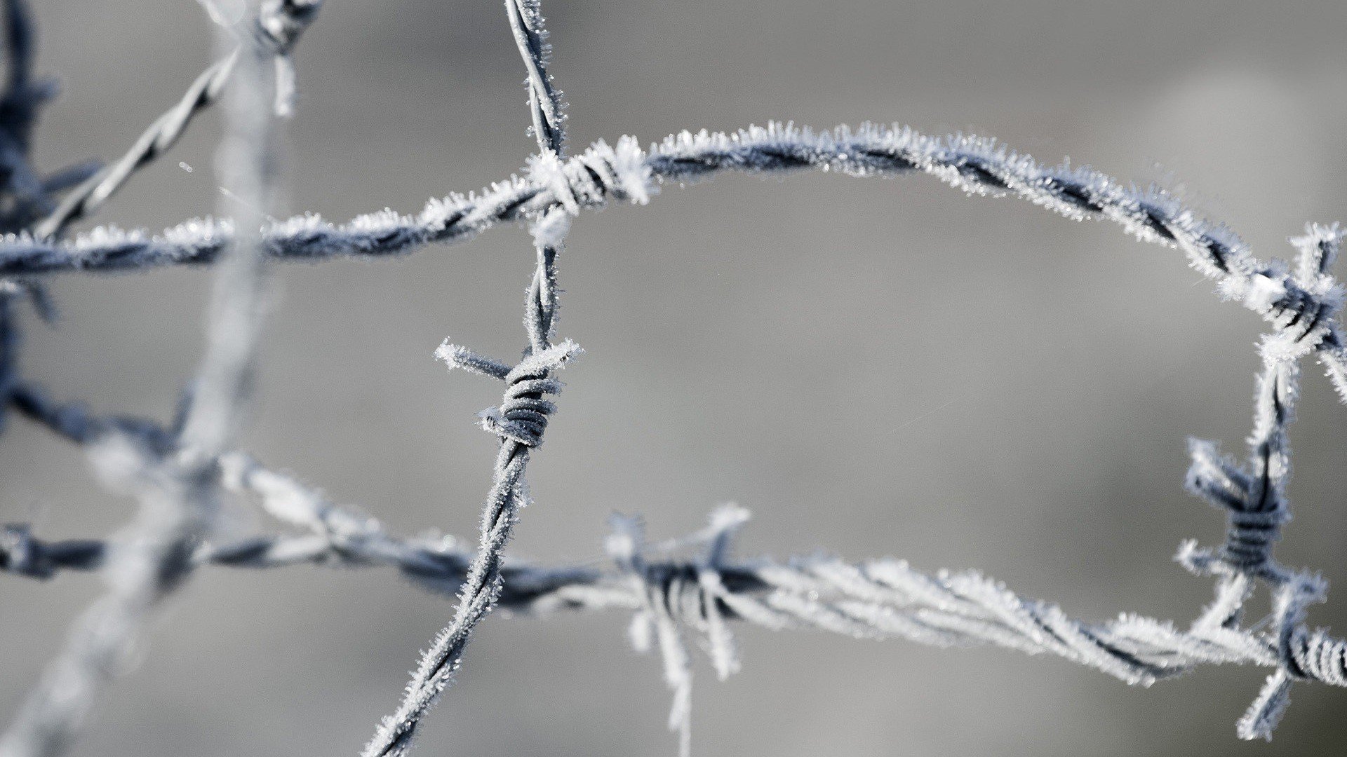 closeup, Barbed wire, Ice, Macro, Frost Wallpaper