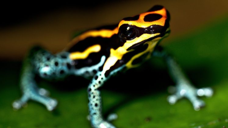 depth of field, Frog, Macro, Amphibian, Poison dart frogs HD Wallpaper Desktop Background