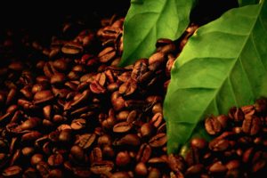 macro, Coffee beans, Leaves