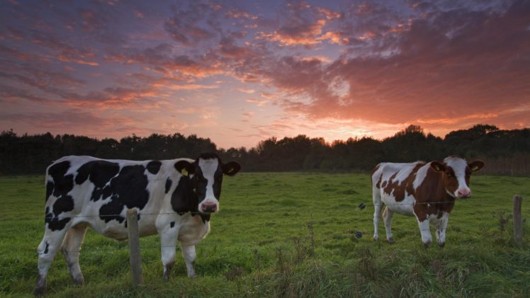 cows HD Wallpaper Desktop Background