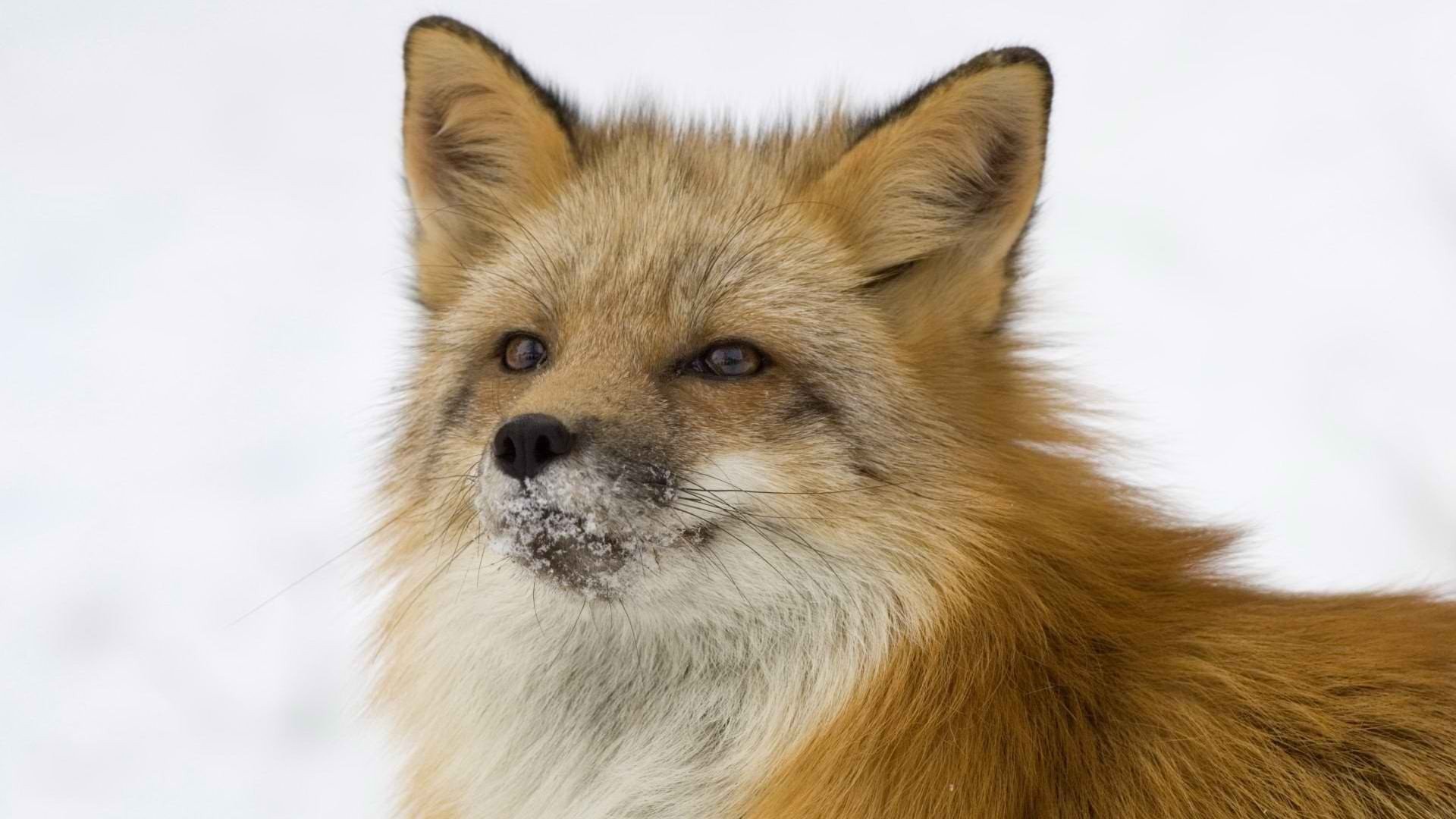 fox Wallpaper