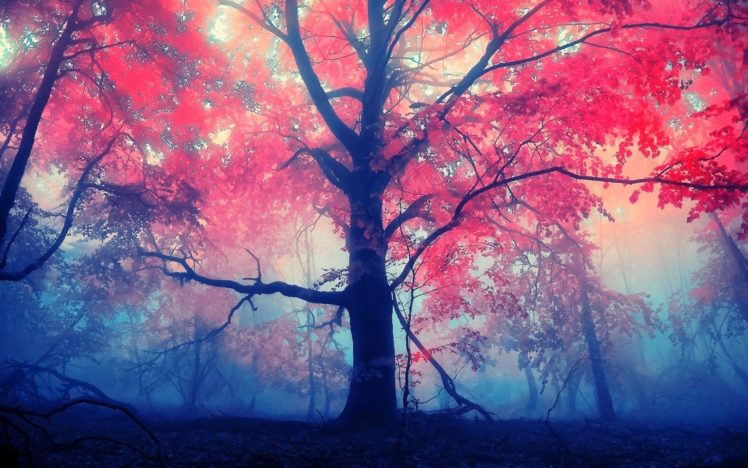 trees, Fall HD Wallpaper Desktop Background