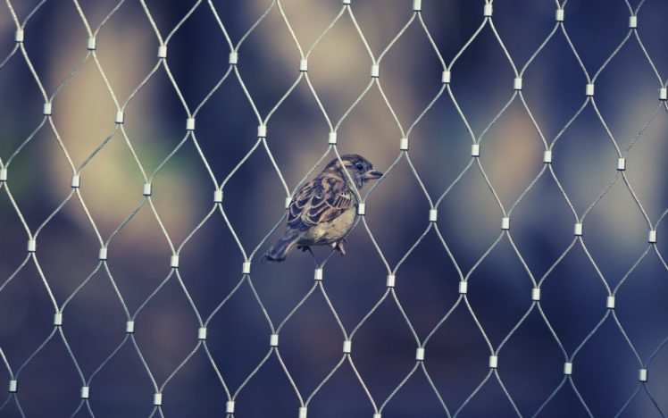 fence, Sparrows, Filter HD Wallpaper Desktop Background