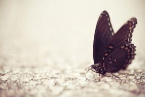 butterfly, Macro