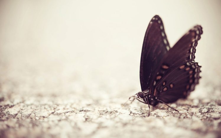 butterfly, Macro HD Wallpaper Desktop Background