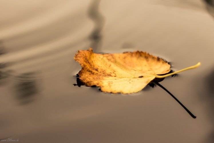 seasons, Water, Leaves, Fall HD Wallpaper Desktop Background